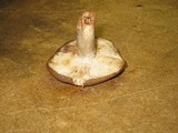 Russula cerolens image