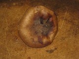 Russula cerolens image