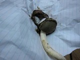 Phallus hadriani image