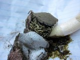 Phallus hadriani image