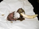 Phallus hadriani image