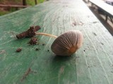 Parasola auricoma image