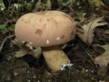 Tylopilus rubrobrunneus image