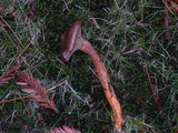 Chroogomphus ochraceus image