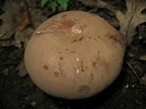 Tylopilus rubrobrunneus image