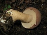 Tylopilus rubrobrunneus image