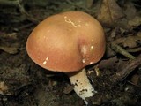 Xanthoconium affine image