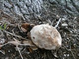 Laetiporus persicinus image