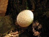 Lycoperdon curtisii image