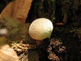 Lycoperdon curtisii image