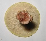 Amanita flavorubens image