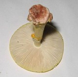 Amanita flavorubens image