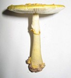 Amanita flavorubens image