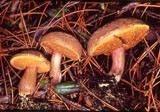 Boletus amylosporus image