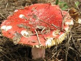 Russula sanguinaria image