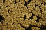 Xylobolus frustulatus image
