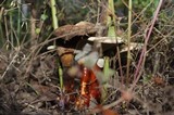 Ganoderma curtisii image