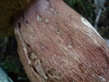 Boletus subcaerulescens image