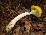 Amanita elongata image