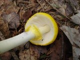 Amanita elongata image