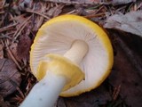 Amanita elongata image