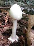 Amanita brunnescens image