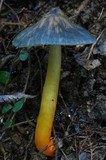 Humidicutis multicolor image