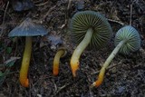 Humidicutis multicolor image
