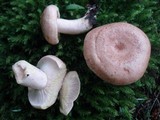 Lactarius vinaceorufescens image