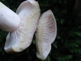 Lactarius vinaceorufescens image