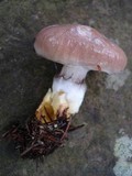Gomphidius glutinosus image