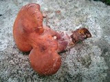 Hypomyces lateritius image