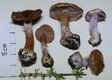 Cortinarius minoscaurus image