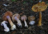 Cortinarius minoscaurus image