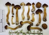 Cortinarius collybianus image