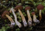 Cortinarius collybianus image