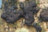 Diatrype albopruinosa image
