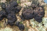 Diatrype albopruinosa image