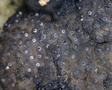 Diatrype albopruinosa image