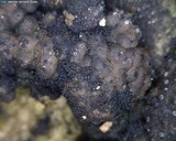 Nitschkia collapsa image