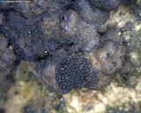 Nitschkia collapsa image