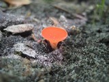 Sarcoscypha occidentalis image