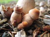 Leucoagaricus americanus image