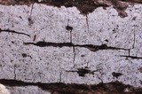 Biscogniauxia atropunctata image