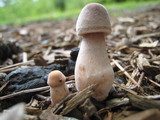 Leucoagaricus americanus image