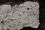 Biscogniauxia atropunctata image