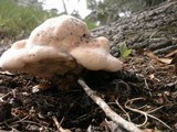 Laetiporus persicinus image