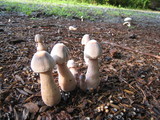 Leucoagaricus americanus image
