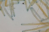 Peziza arvernensis image