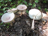 Leucoagaricus americanus image